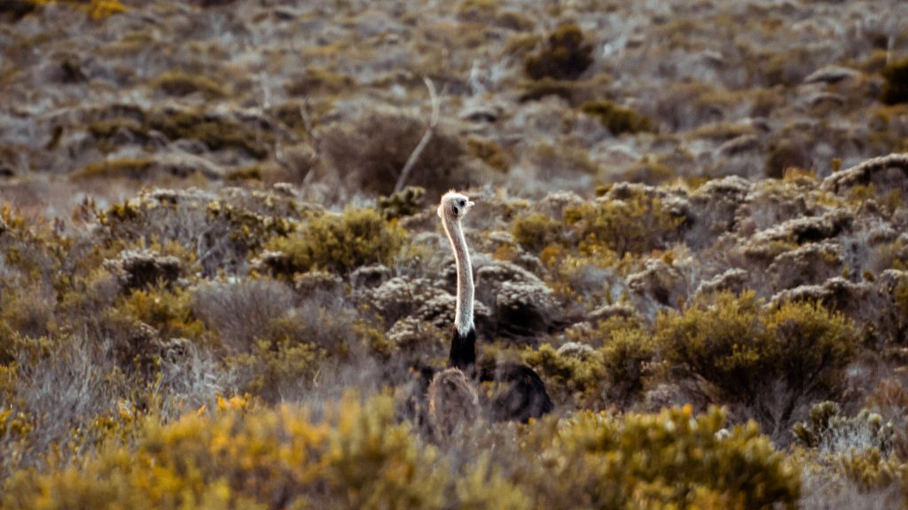 Leckyphotos Zuid Afrika