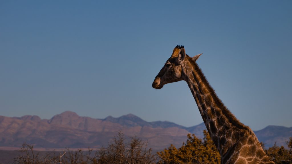 Leckyphotos Zuid Afrika