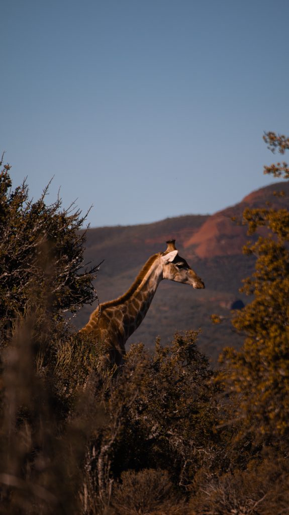 Leckyphotos Zuid Afrika