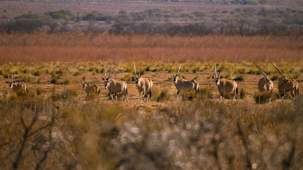 Leckyphotos Zuid Afrika