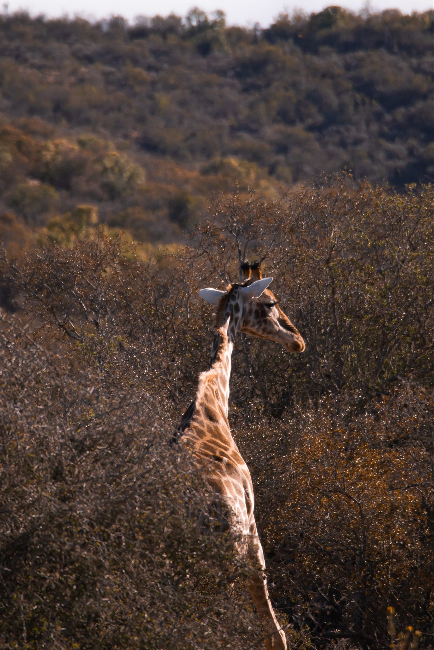 Leckyphotos Zuid Afrika