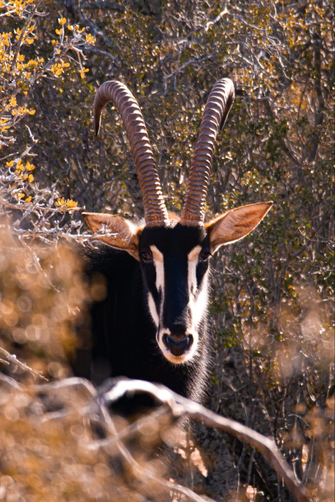 Leckyphotos Zuid Afrika