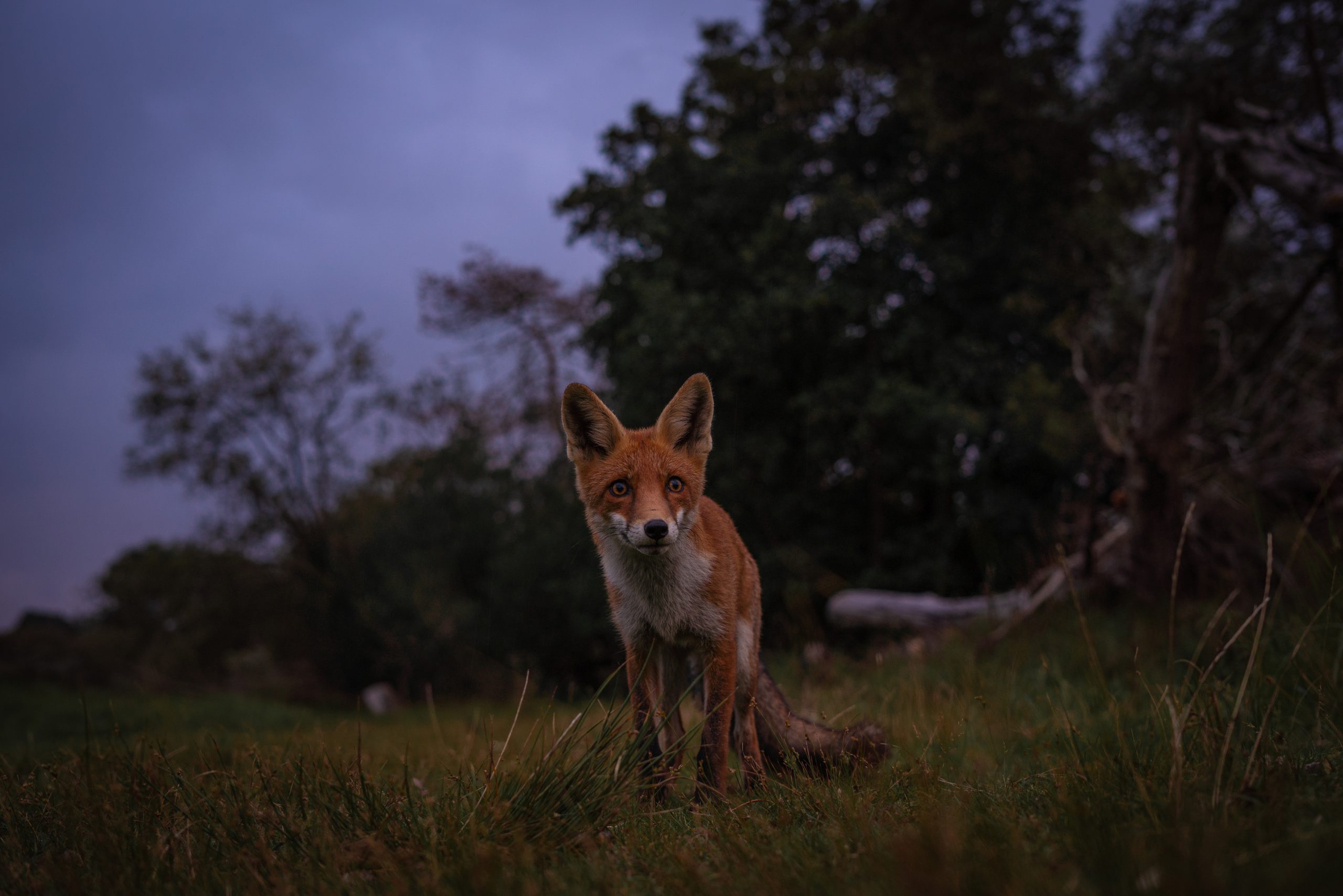 Nederland landschap fotografie natuur vossen