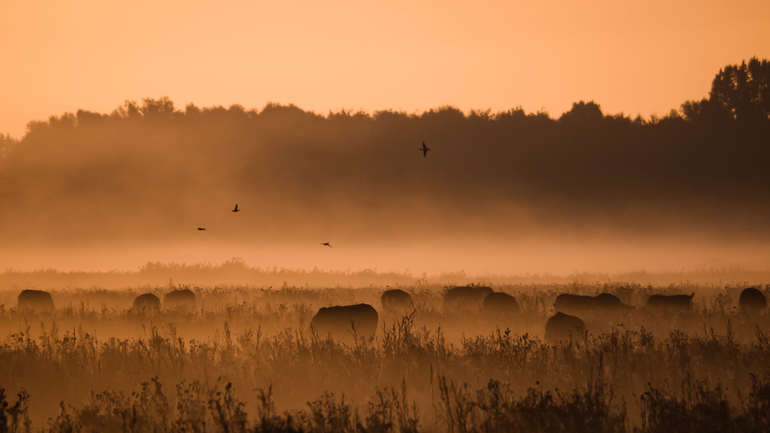 Nederland landschap fotografie natuur