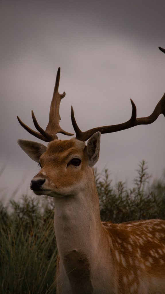 Nederland landschap fotografie natuur